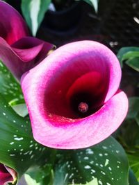 Close-up of pink flower blooming outdoors