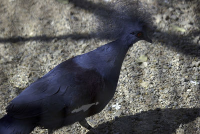 Close-up of a bird on field