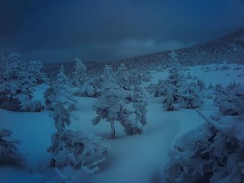 Snow covered trees against sky