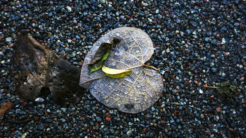 High angle view of shells on beach