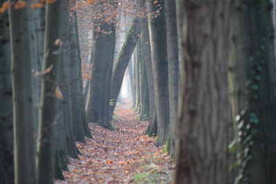 Close-up of trees in forest