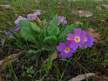 High angle view of purple crocus blooming on field