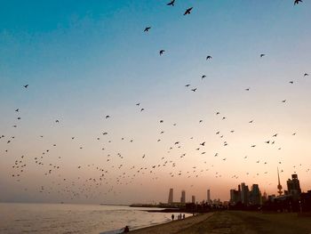 Flock of birds flying in sky