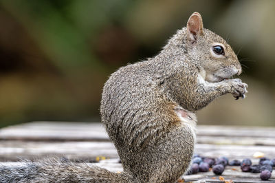 Close-up of squirrel