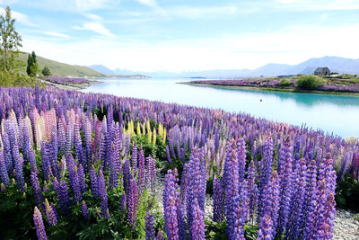 Scenic view of flowering plants against sky