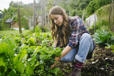 Young woman planting leaf vegetable in garden