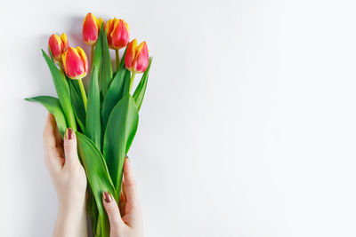 Female hands holding bouquet of fresh colorful tulips. spring flowers on white background. 