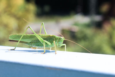 Close-up of grasshopper