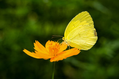 Close-up of butterfly on yellow flower