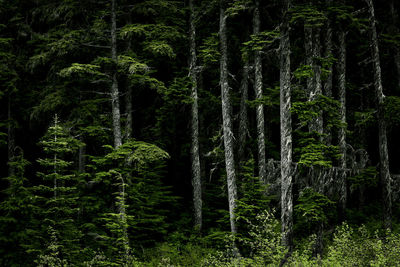 Trees growing in forest