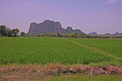 Scenic view of field against sky