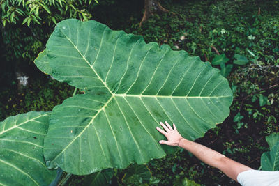 Cropped hand of man touching leaf