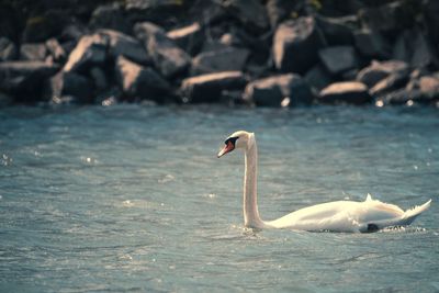 Swan swimming in lake