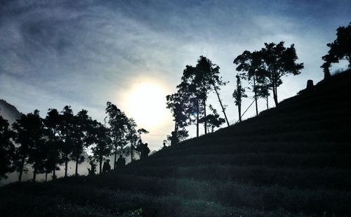 Silhouette of trees on field