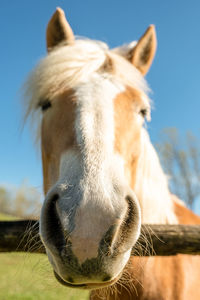 Portrait of a beautiful horse in a farm.