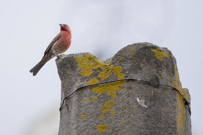 Close-up of bird perching on a wall