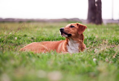 Dog sitting on grassy field