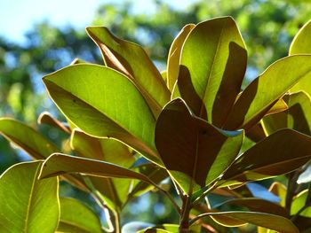 Close-up of fresh green leaves against sky