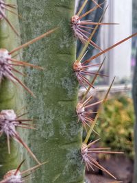 Close-up of cactus