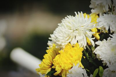 Close-up of yellow flowering plant