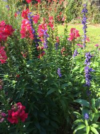 Flowers blooming on field