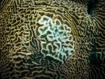 High angle view of coral in sea