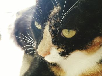 Close-up portrait of cat