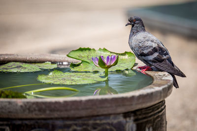 Bird perching on a lake