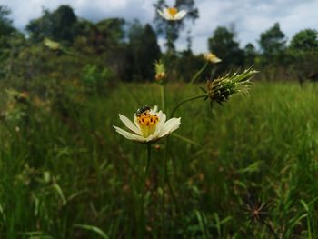 Close-up of white flowering plant on field