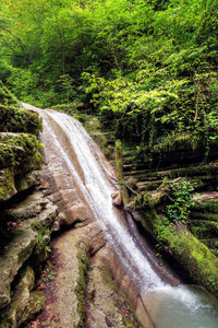 Stream flowing amidst trees in forest