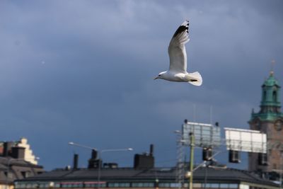 Low angle view of seagull flying against sky