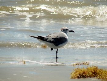 Seagull perching on a beach