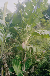 plant