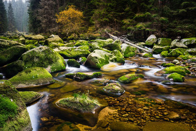 Scenic view of stream in forest