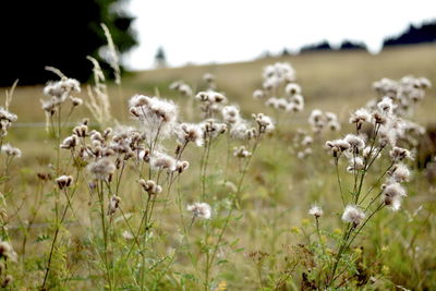 Close-up of flowering plants on field