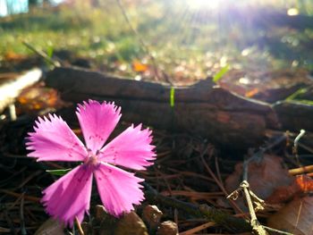 Close-up of pink flowering plant