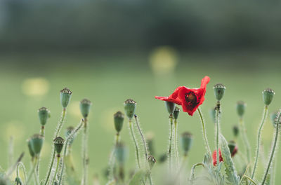 Close-up of red poppy flowers on field