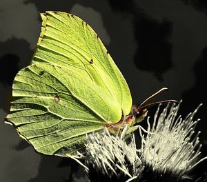 Close-up of butterfly on plant