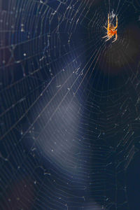 Close-up of spider web