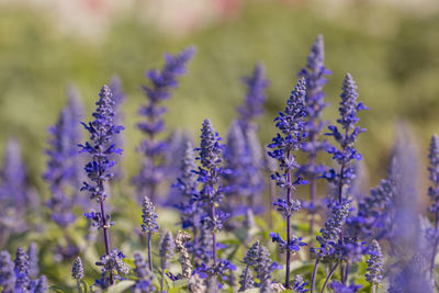 Close-up of purple flowering plants