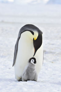 High angle view of a bird on snow