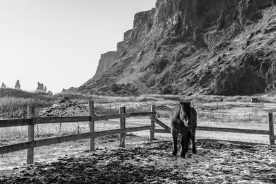 View of a horse on rock