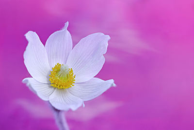 Close-up of pink flower