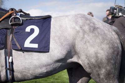 Close-up of horse against sky