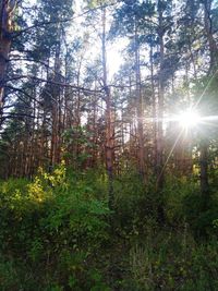 Sunlight streaming through trees in forest