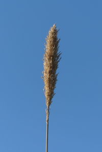 Low angle view of plant against clear blue sky