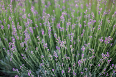 Close-up of purple flowering plants on field