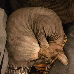 Low section of cat sleeping