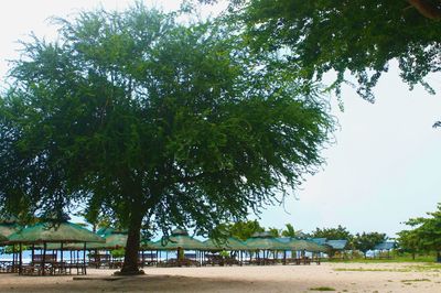 Trees in park