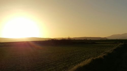 Scenic view of agricultural field against clear sky